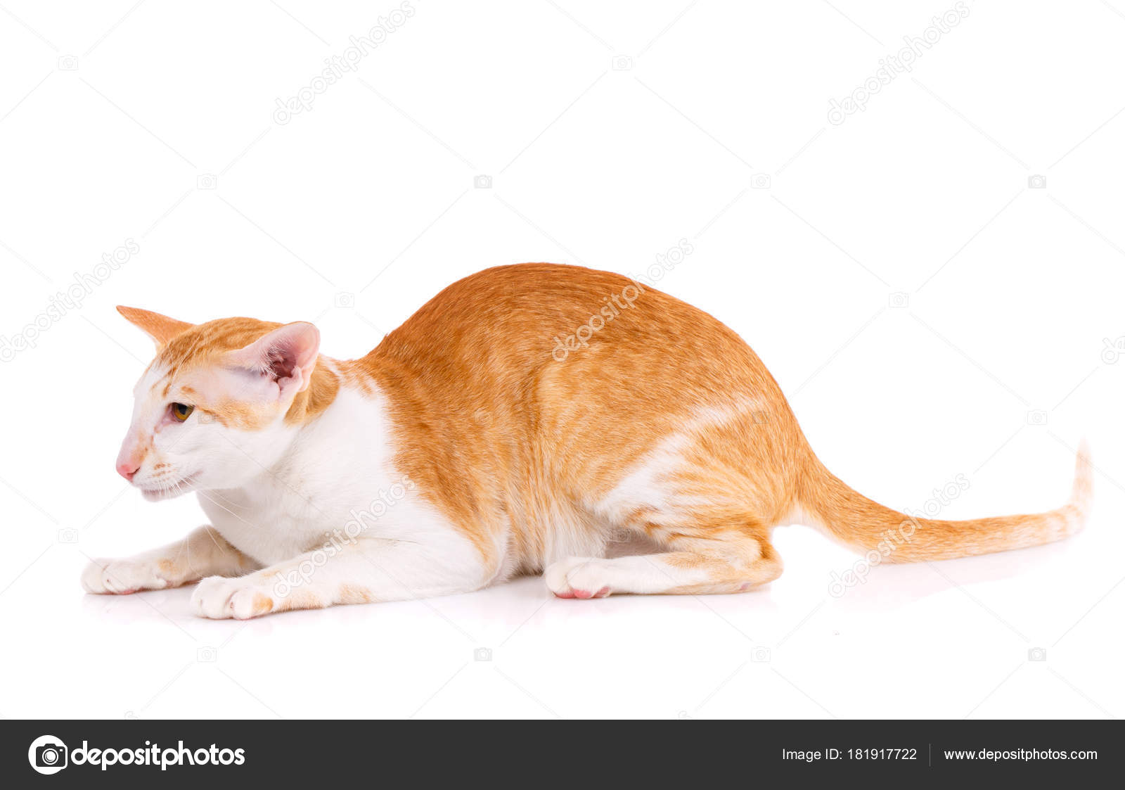 Peterbald Cat Oriental Shorthair Cat Isolated Stock Photo