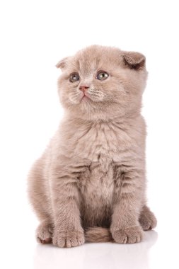 İskoç Fold küçük şirin yavru kedi