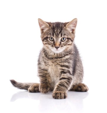 Beyaz bir kediye portresi. Studio fotoğraf.