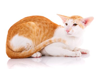 Oryantal Dişileştirilmiş kedi beyaz yalan