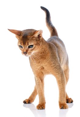 Abysyn beyaz bir arka plan üzerinde safkan kedi. Purebred kedi. Bakımlı yavru kedi. Evde beslenen hayvan, konfor ve sakin kavramı.