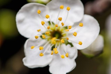 bir ağaç dalı bahar beyaz çiçekler