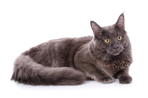 동물, 고양이, 애완 동물 개념-메인 coon 고양이 — 스톡 사진