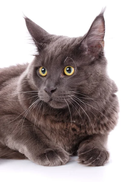 Dier, kat, huisdier concept - maine coon kat portret — Stockfoto