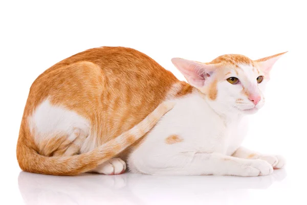 Retrato de um gato oriental bi-cor vermelho e branco com olhos verdes . — Fotografia de Stock
