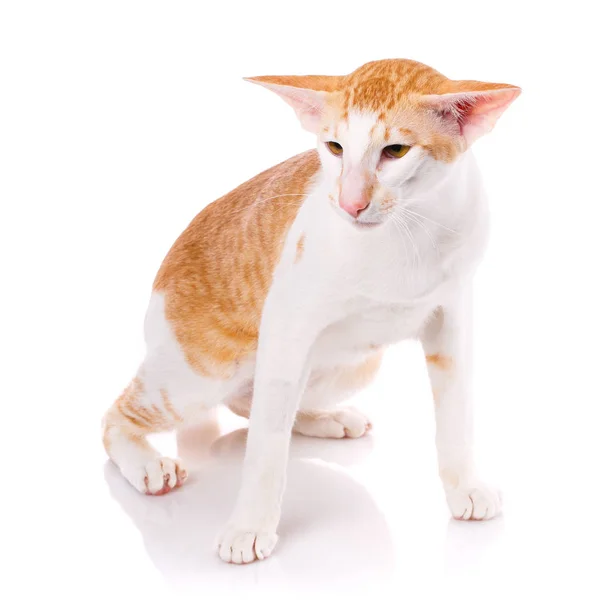 Питербальд кот, восточная короткошерстная кошка изолирована — стоковое фото