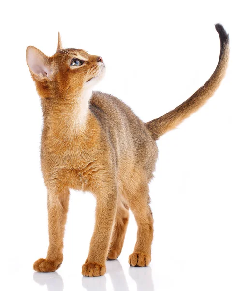 Redhead abyssyn cat on a white — Stock Photo, Image