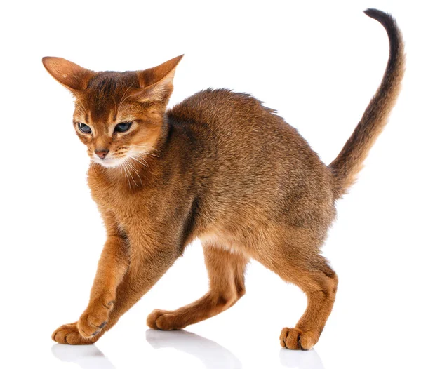 Purebred abyssyn cat. Picture for advertising. — Stock Photo, Image