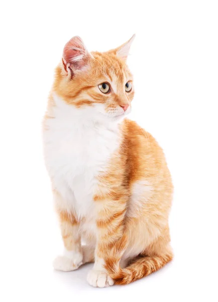 Cat, pet, and cute concept - red kitten on a white background. — Stock Photo, Image