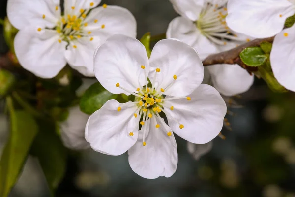 Flor de primavera flor de ciruela —  Fotos de Stock