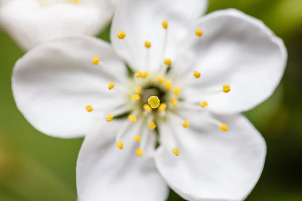Flor de ameixa jovem — Fotografia de Stock