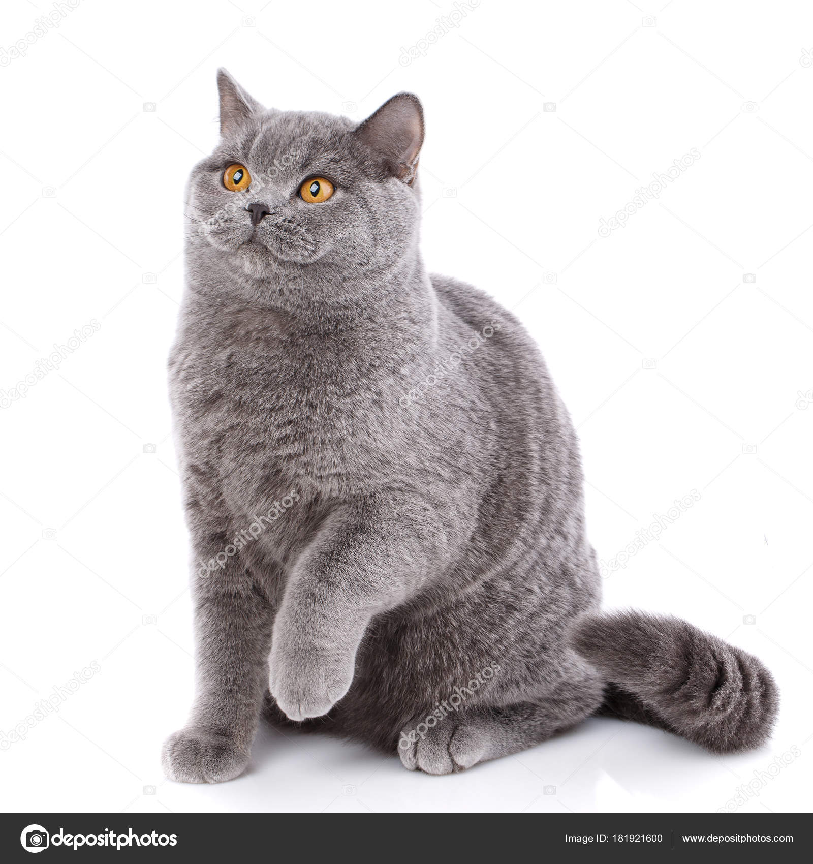 Porträt Graue Katze Britische Gerade Mit Gelben Augen Auf