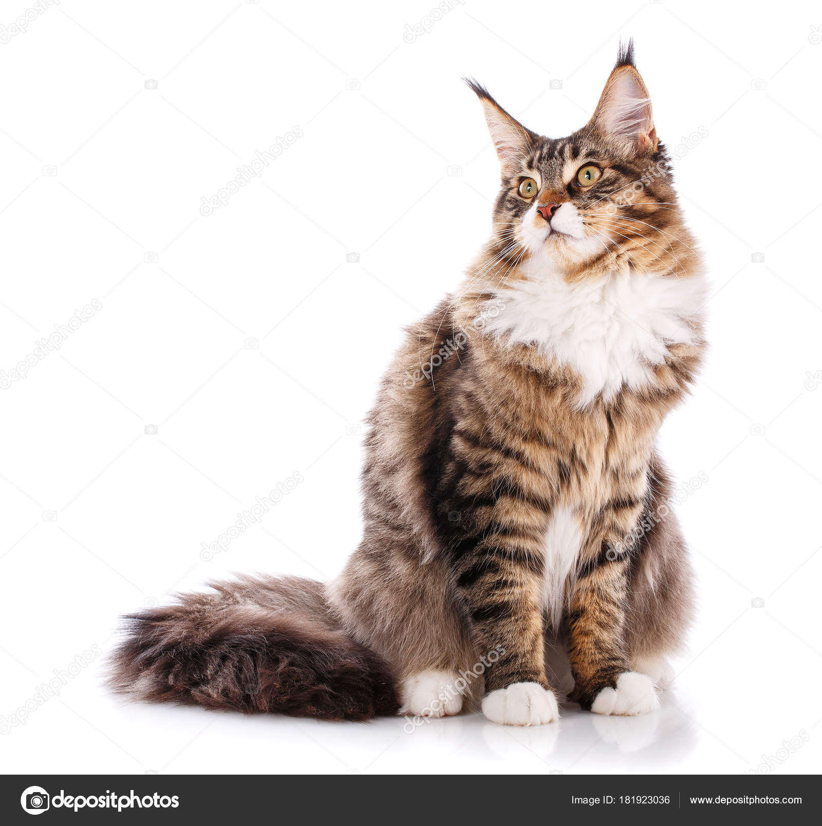 Maine Coons Bilder Maine Coon Cat Breed Information