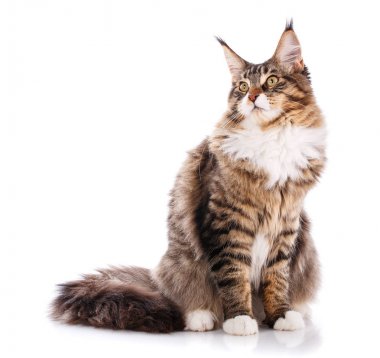 Maine Coon kedi, beyaz arka plan önünde oturan portresi