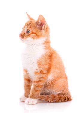 Kedi, evde beslenen hayvan ve şirin kavramı - beyaz zemin üzerine kırmızı kedi yavrusu.