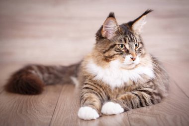 Tembel kedi çalış ve eski ahşap zemin üzerinde yatıyor