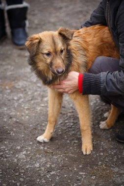Talihsiz Kızıl saçlı köpek. Evsiz hayvanları insanlara yardım.