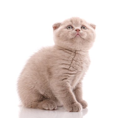 İlginç İskoç yavru kedi