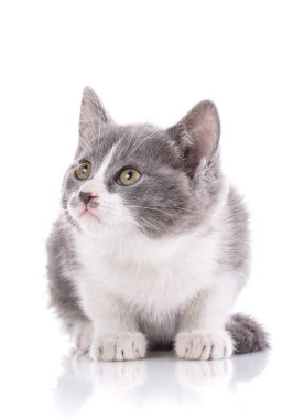 Kedi üzerinde beyaz izole.