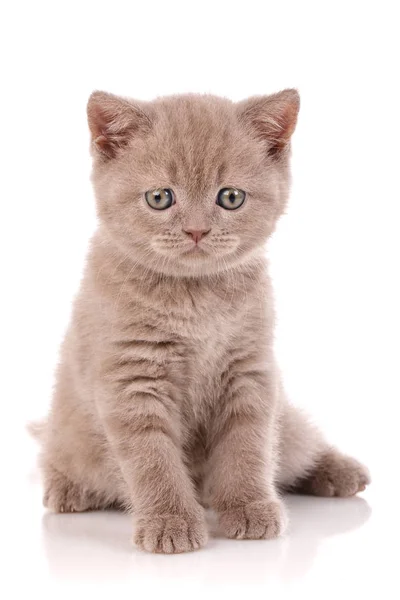 Макро портрет шотландського кішка, яка — стокове фото