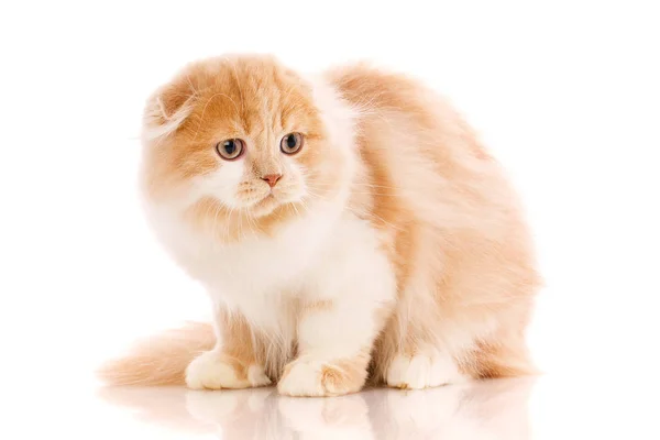 Scottish fold katt porträtt. — Stockfoto