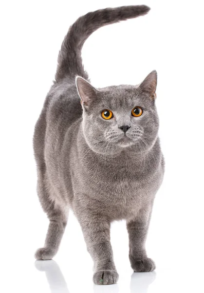 Chartreux gatto, in piedi di fronte sul bianco — Foto Stock