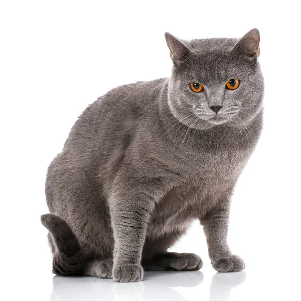 Chartreux kat op een witte achtergrond. — Stockfoto