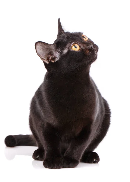 Bombay Black Cat bir puma beyaz bir arka plan üzerine eğildi. — Stok fotoğraf