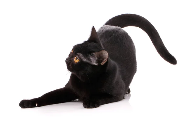 Gato preto grande e perigoso com grandes olhos amarelos deitados no branco — Fotografia de Stock