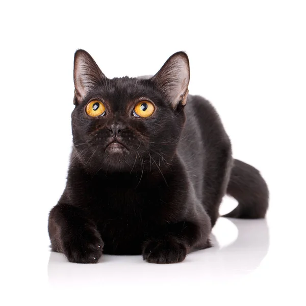 Бомбейский чёрный кот с жёлтыми глазами лежит на белом фоне , — стоковое фото
