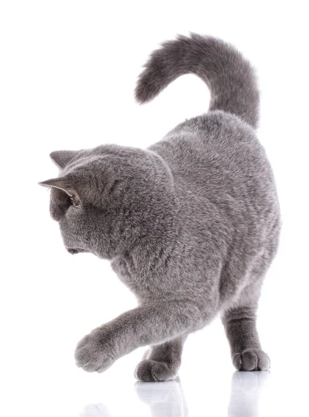 Graue Katze britisch gerade auf weißem Hintergrund — Stockfoto