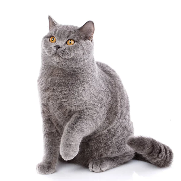 Portrait gray cat British straight with yellow eyes on white — Stock Photo, Image