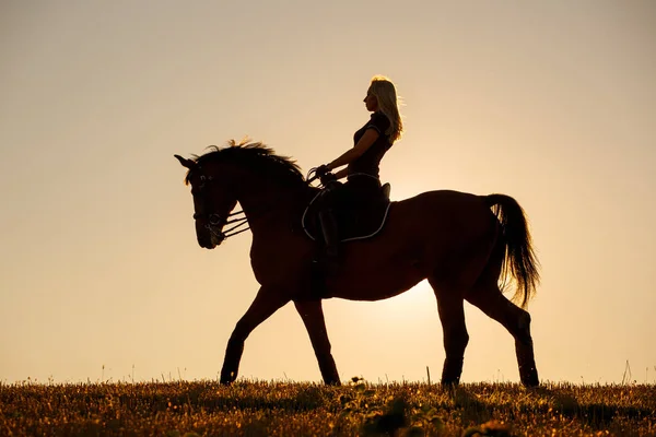 Silueta de vaquero en un caballo —  Fotos de Stock