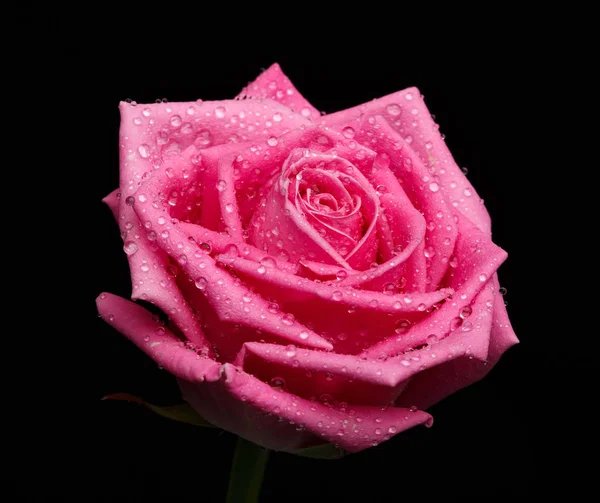 在黑色背景上的粉红色玫瑰头盐酸 — 图库照片