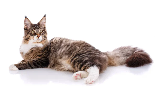 Bella Maine Coon gatto — Foto Stock