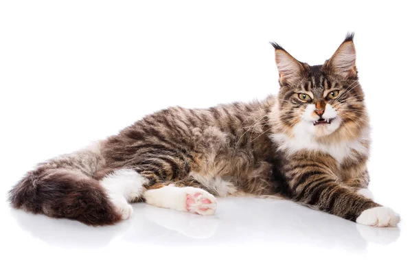 Maine Coon mirando a la cámara — Foto de Stock