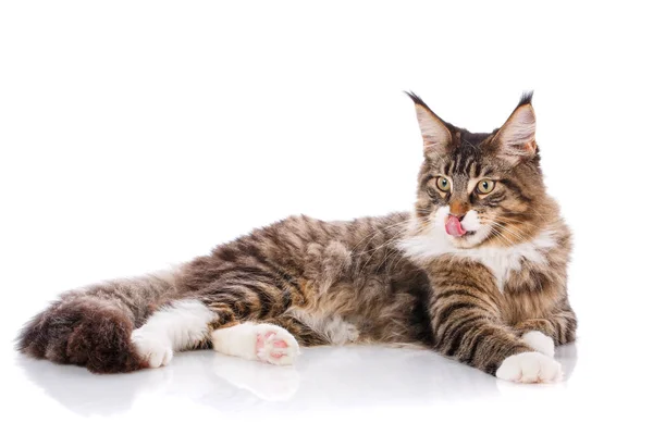 Kočka portrét, maine coon — Stock fotografie