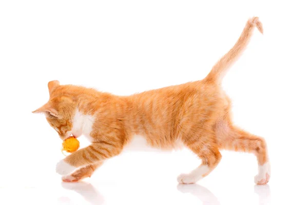 Kitten playing with toy — Stock Photo, Image