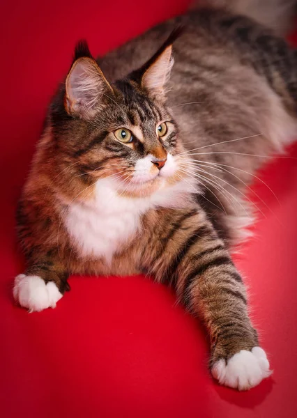 Grote kat maine coon Pet. thuis gezelligheid en rust concept. — Stockfoto