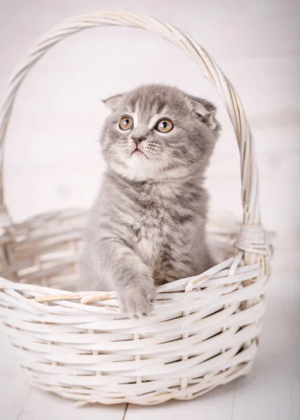 Scottish Fold Kitty mira desde una canasta de mimbre — Foto de Stock