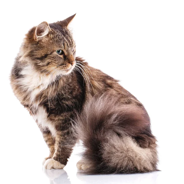 Porträt einer obdachlosen Katze. Katze ohne Rasse. die unglückliche Katze braucht Hilfe. — Stockfoto