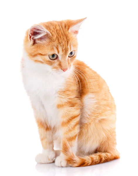 Маленький красный котенок на белом — стоковое фото