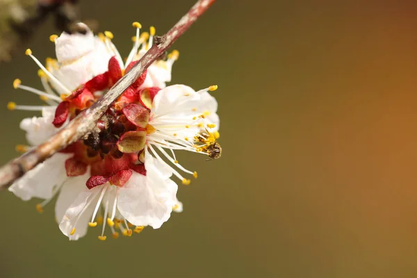 Fleur de prunier pollinisatrice d'abeille — Photo