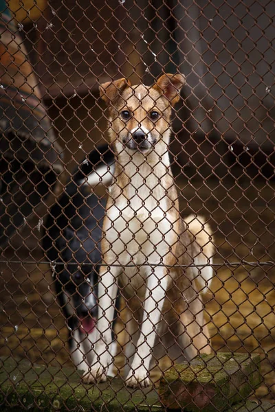 Funny dog in a cage. Animal shelter. The dog is waiting for his owner. A dog is a mans friend — Stock Photo, Image