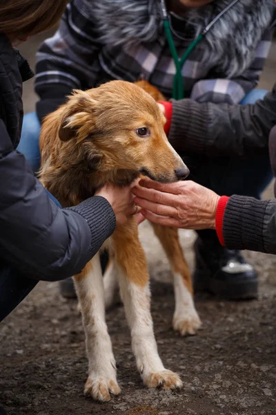 Redheaded homeless dog with people who help him. Volunteer Vetrenars help homeless dogs. Problems of homeless animals.
