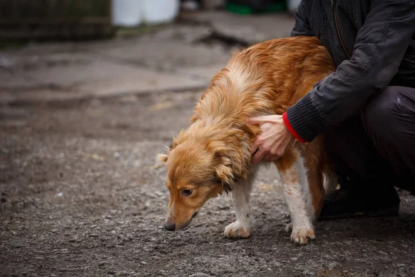 Quello sfortunato cane dai capelli rossi. Le persone aiutano gli animali senzatetto . — Foto Stock