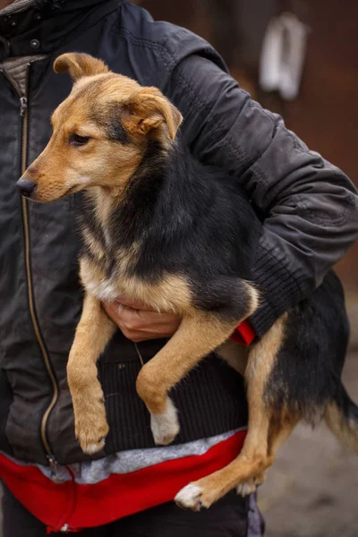 Un cane senzatetto dai capelli rossi con persone che lo aiutano. I Vetrenari volontari aiutano i cani senzatetto. Problemi degli animali senzatetto . — Foto Stock