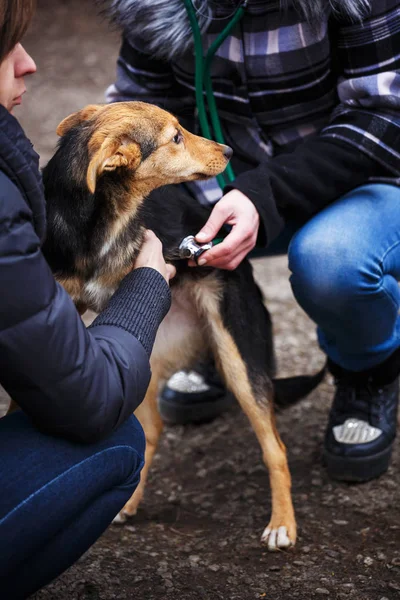 Il veterinario ispeziona il cane senzatetto. La mano dell'aiuto animale . — Foto Stock