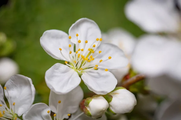 Apple blossom flower outdoors — Stock Photo, Image