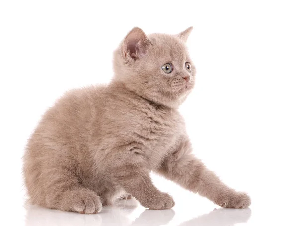 Gato, animal de estimação, e conceito bonito - Scottish Straight Cat i — Fotografia de Stock